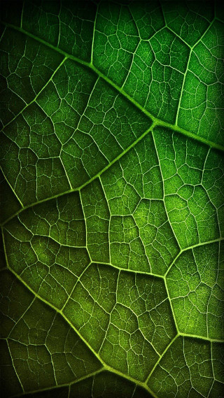 Green leaf macro bokeh nature - benoit b. mandelbrot free wallpaper for mobile