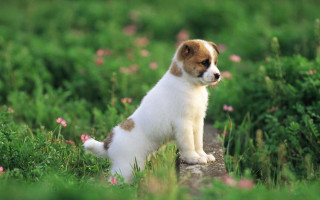 Puppy rock field flowers blurry 3 - adorable free wallpaper