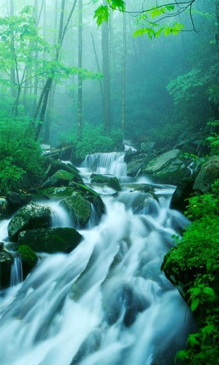 Stream forest rocks trees foggy - free nature wallpaper for mobile
