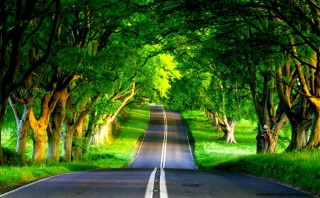 Road trees grass surrounded nature 2 - a line of trees free wallpaper