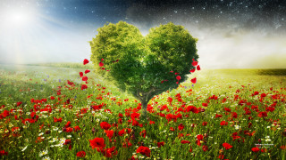 Heart tree field stars poppies - a star free wallpaper