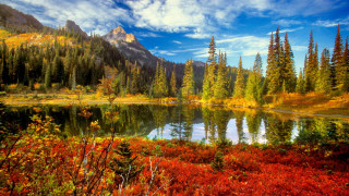 Mountain lake trees autumn flowers - red flower free wallpaper