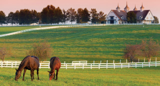 Horses grazing fence house landscape - two horse free wallpaper