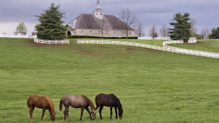Horses grazing field church background - beautiful landscape free wallpaper for desktop