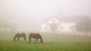 Horses grazing foggy field whitehouse - the foggy day free wallpaper