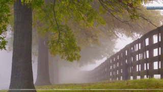 Fence fog trees field leaves - great composition free wallpaper