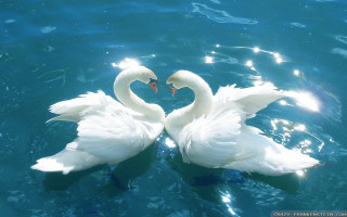 Two white swans lake neck - their neck free wallpaper
