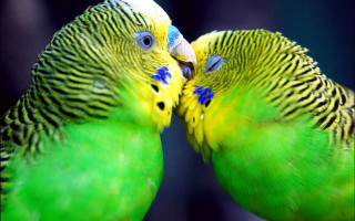 Two green birds kissing perch 2 - their beak free wallpaper