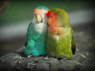 Two colorful birds rock romantic - a rock together free wallpaper