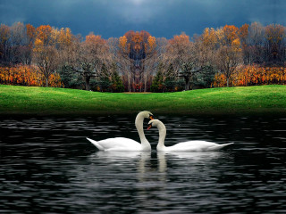 Swan swimming water grassy area - a swan free wallpaper