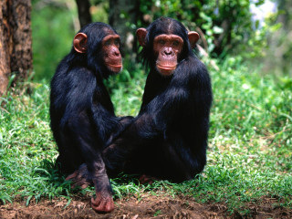 Chimpanzees sitting grass trees background - andries both free wallpaper