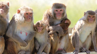 Monkeys sitting on a ledge - incoherent free wallpaper for desktop