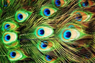 Peacock feathers closeup colors spread - its feather free wallpaper