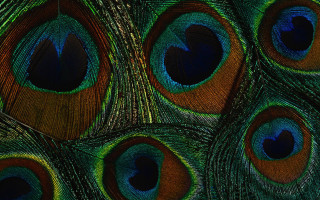 Peacock feathers macro holography mystical - a black center free wallpaper