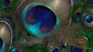 Peacock feathers closeup blue background - a blue center free wallpaper