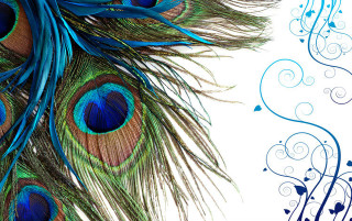 Peacock feather white background blue - the side of the image free wallpaper