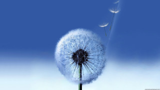Dandelion blowing wind blue sky 8 - benoit b. mandelbrot free wallpaper