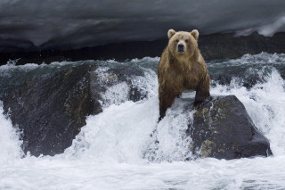 Brown bear rock river stormy - a rock in a river free wallpaper