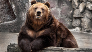 Brown bear sitting log zoo - in a zoo enclosure free wallpaper