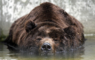Bear laying water looking distance - a bear free wallpaper