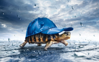 Turtle blue hat walking water - rain free wallpaper