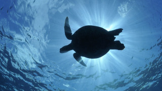 Turtle swimming ocean sunlight fish - a turtle swimming in the ocean free wallpaper