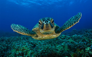 Turtle coral reef ocean ecological - aquirax uno free wallpaper