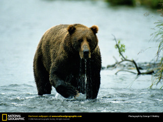 Bear standing water fish branch - a bear free wallpaper