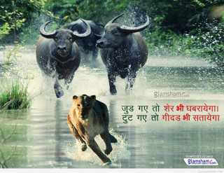 Bulls running river caption foreign - a foreign language free wallpaper