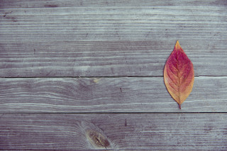 Leaf wooden surface hole missing - a single leaf free wallpaper for desktop
