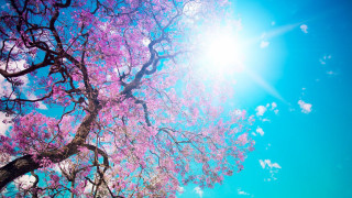Pink cherry blossom tree sun - a clear day free wallpaper