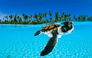 Turtle ocean palm trees blue 3 - a turtle swimming in the ocean free wallpaper