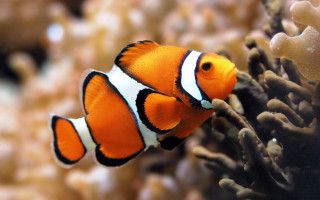 Clown fish aquarium corals background 4 - coral free wallpaper for desktop