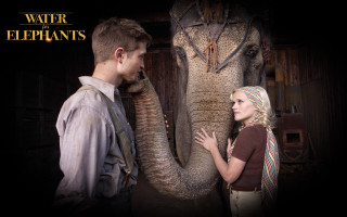 Man woman elephant woman touching - an elephant free wallpaper