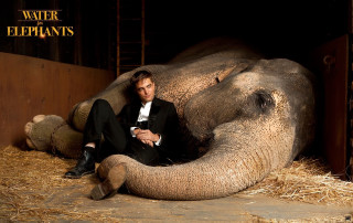 Man tuxedo elephant sitting crossed - his leg free wallpaper