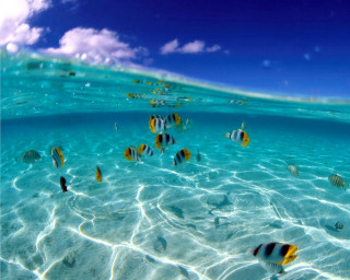 Fish swimming shallow ocean water 2 - a group of fish swimming free wallpaper