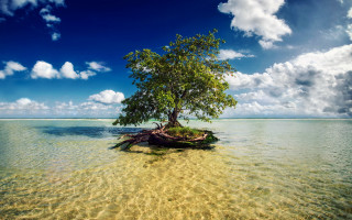 Tree island ocean sky background - amazing free wallpaper