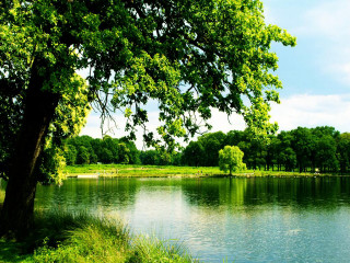 Lake surrounded trees grass blue - art green free wallpaper