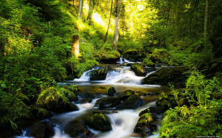 Lush forest stream waterfall nature 3 - nature free wallpaper