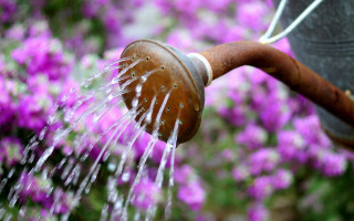 Person watering flowers hose head - a hose free wallpaper