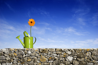 Green watering can flower stone - a stone wall free wallpaper for desktop