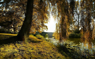 Tree yellow leaves water house - alexander brook free wallpaper