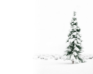 Snow covered tree snowy field - a snow free wallpaper for desktop