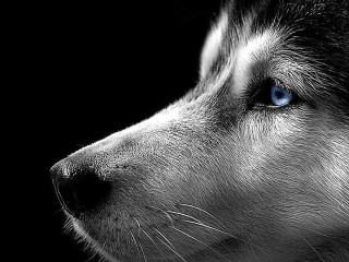Husky blue eyes dog black - the dog free wallpaper