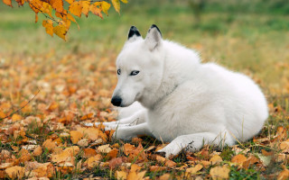 White dog leaves field yellow - a white dog free wallpaper