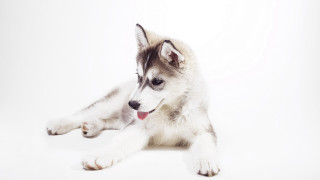 Husky dog lying white background - his tongue free wallpaper
