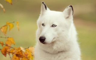 White dog blue eyes autumn - majestic free wallpaper