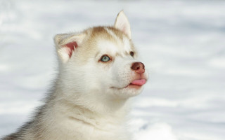 Husky blue eyes snow tongue - his tongue free wallpaper