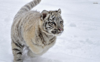 White tiger running snow wild - the camera len free wallpaper