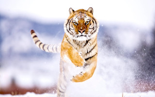Tiger running snow wild paws 4 - wild free wallpaper for desktop